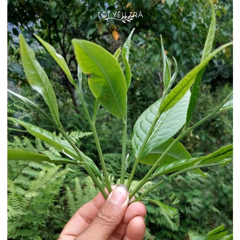 Trà Chít Shan Tuyết Cổ Thụ Hà Giang Dòng Trà Đặc Sản Của Người Dao Đỏ  túi 100gram