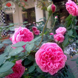COMBO 3 BẦU CÂY GIỐNG Hoa hồng cổ Sapa – Hoa hồng rực rỡ xứ Tây Bắc, bầu cây giống hàng dâm cành từ nguyên bản cây mẹ