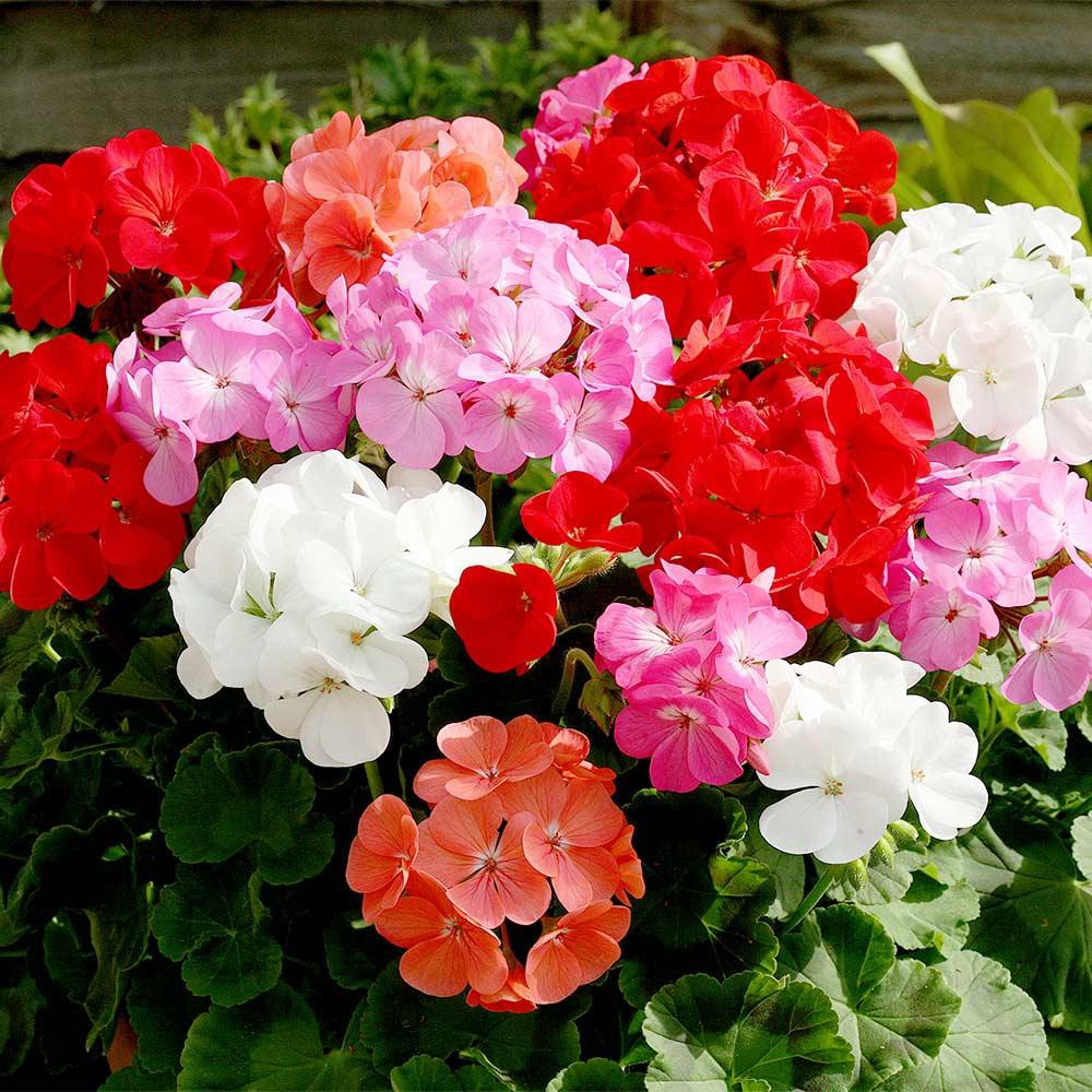 HẠT GIỐNG HOA PHONG LỮ THẢO NHIỀU MÀU (Geraniums) F1 Nhập Khẩu - 10 hạt