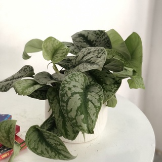 Cây Trầu Bà Lụa để bàn (Cây Scindapsus pictus Exotica)