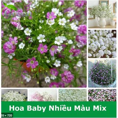 Hạt giống hoa Baby nhiều màu dễ trồng Gypsophila paniculata seeds