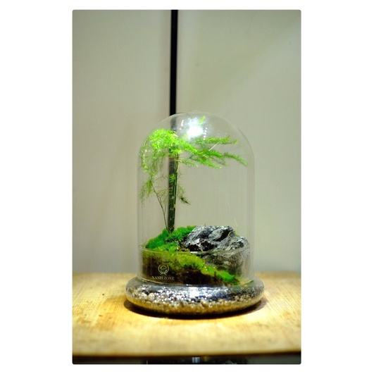 Kim thủy tùng set hồ bán cạn trồng chậu để bàn