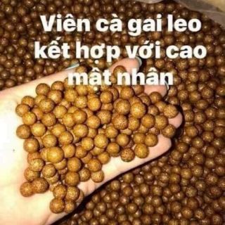 Viên cà gai leo