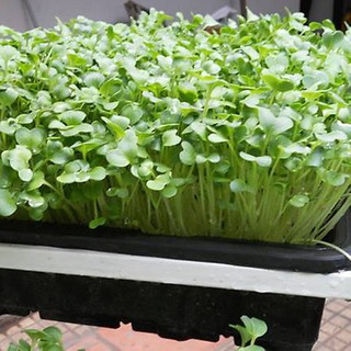 1kg hạt giống rau mầm củ cải trắng