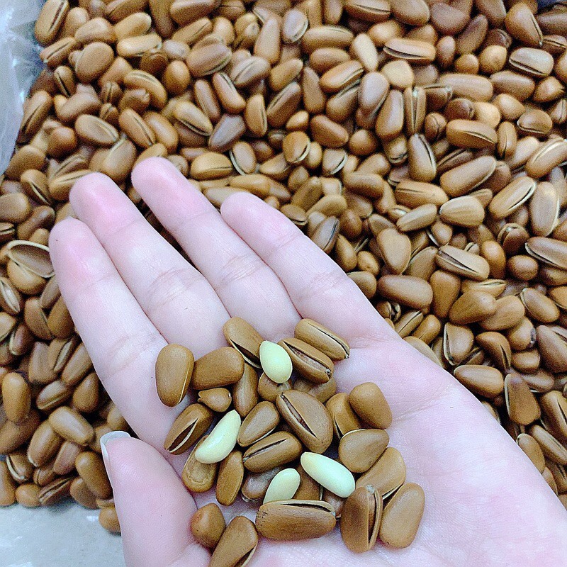 Hạt thông Mỹ sấy chín