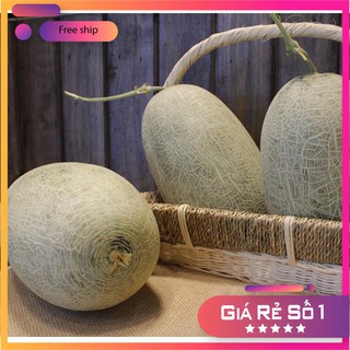 Hạt giống Dưa lưới xanh ruột đỏ quả oval ( 10 hạt) LUCKY.VN