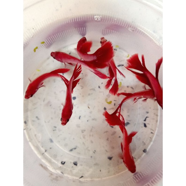 1 Bé betta RỒNGG Đỏ lai Siêu Đẹp trống size vừa tặng thức ăn