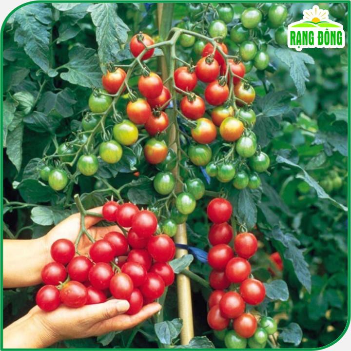 Hạt giống Cà Chua Cherry Đỏ Lai F1 Sinh Trưởng Vô Hạn, Trồng Quanh Năm (gói 0,1 gram) - Hạt Giống Rạng Đông