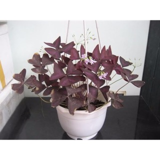 Cây bướm đêm- Trang trí sân vườn- Decor- Phong thuỷ- Cây hoa kiểng Đồng Tháp