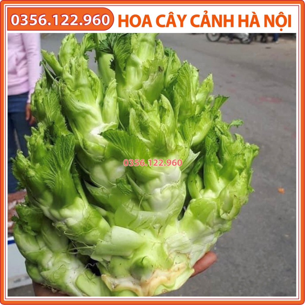 Hạt giống rau cải mầm đá đặc sản Tây Bắc - 20 hạt - Shop hoa cây cảnh Hà Nội