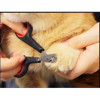 Kéo cắt móng mèo, cắt tỉa móng cho thú cưng