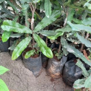 Cây giống mắc ca ghép