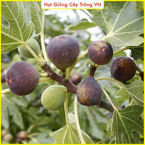 Hạt giống Sung Mỹ (Sung Ngọt - Trái To) - Gói 10 Hạt