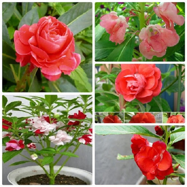 Hạt giống hoa móng tay mix màu kép (tặng kèm phân bón và kích mầm)