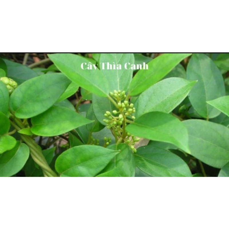 cây thìa canh