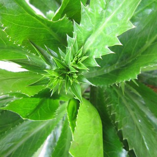 5GR - HẠT GIỐNG RAU MÙI TÀU(NGÒ GAI)