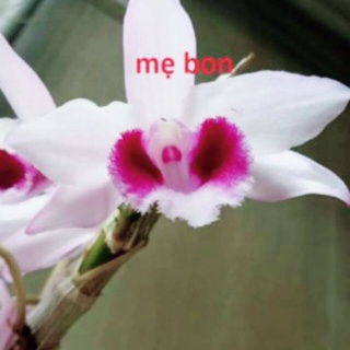 Cây giống hoa lan ám mắt nhện  (cánh  sáp)