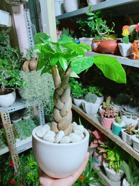 Chậu Kim Ngân 3 Thân Thắt Bính