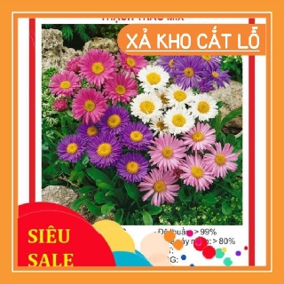 Hạt Giống Hoa Thạch Thảo Lùn Mix 50 Hạt chất lượng cao