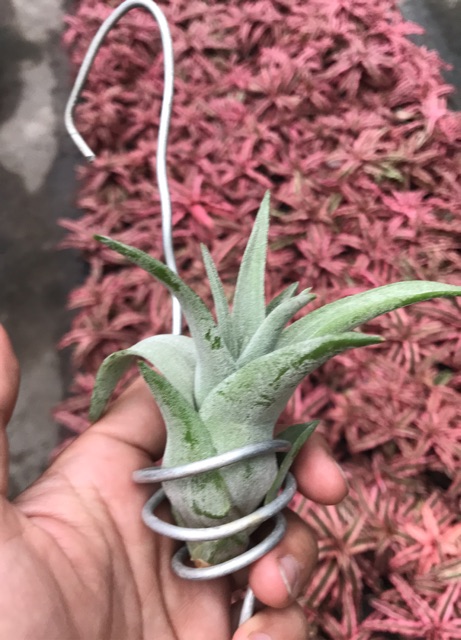 Cây không khí Tillandsia streptophylla