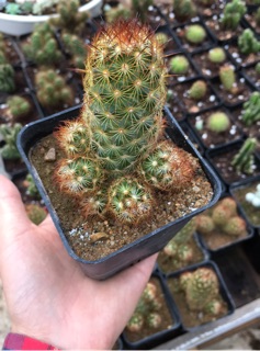 XR mắc áo-size nhỏ