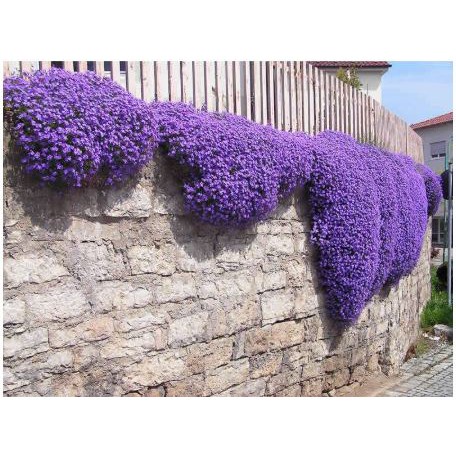 Shop 1k - 50h Hạt Giống Hoa Leo Đá Lâu Năm Chịu Hạn Aubrieta