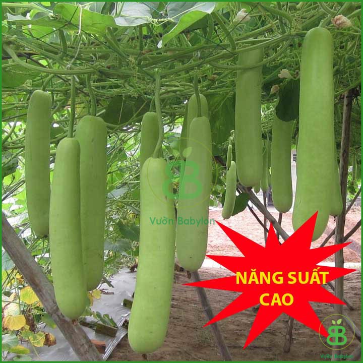 Hạt Giống Bầu Lai King F1 Sai Trái, Dễ Trồng