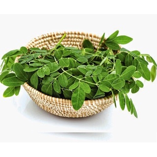 Hạt Giống Cây Chùm Ngây (10 Hạt) - Dễ Trồng, Dinh Dưỡng Cao, Năng Suất Cao - MUA 3 TẶNG 1 CÙNG LOẠI