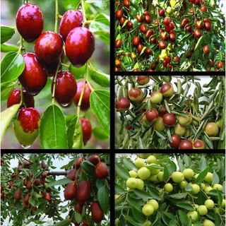 táo tàu đỏ sấy khô chất lượng