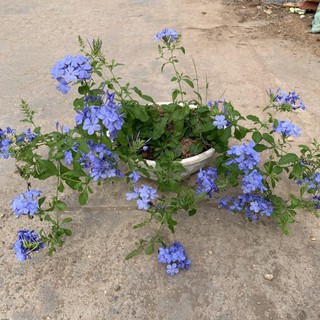 Cây hoa thanh xà leo rủ trồng chậu treo dài 25cm.