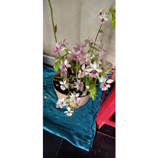 1 củ địa lan bầu riệu (túy lan)
