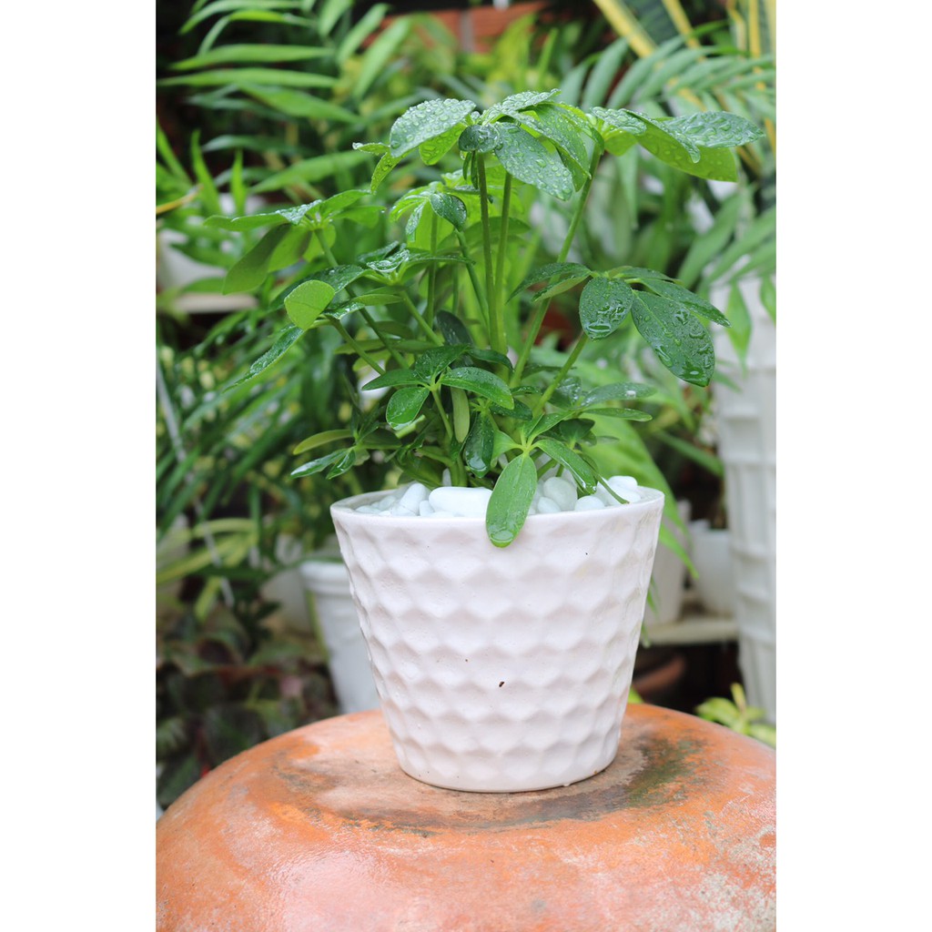 Chậu cây Ngũ Gia Bì để bàn | BigBuy360 - bigbuy360.vn