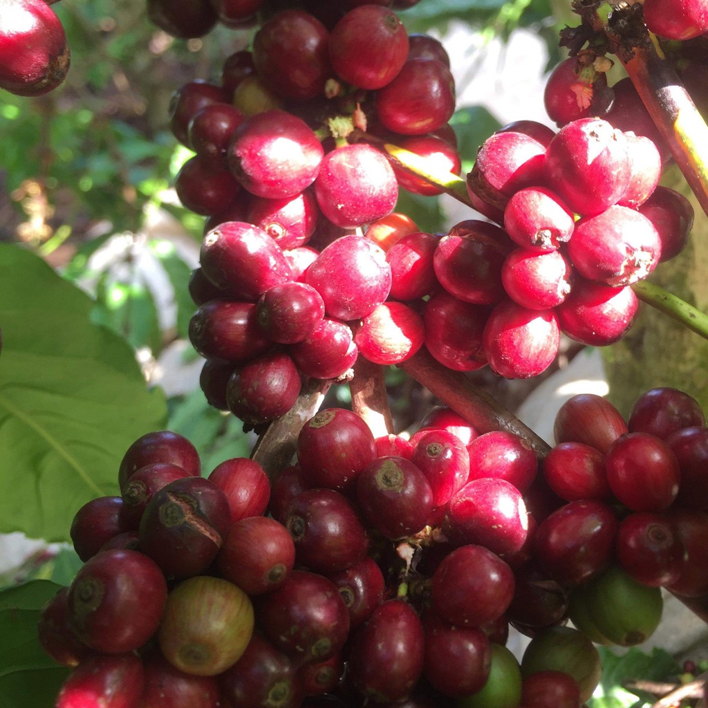 Cà phê nhân sống chưa rang - hàng chọn lọc kỹ - tỉ lệ chín cao - sản phẩm nông nghiệp sạch của nông dân cà phê Việt Nam