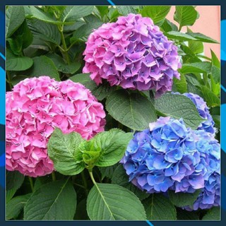 Hạt giống Hoa Cẩm Tú Cầu - Mix màu