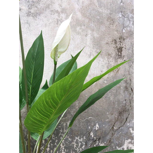 Cây Lan Ý giả 95cm trang trí / nhiều màu/