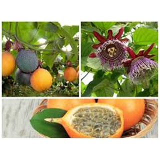 Cây chanh leo vào colombia, chanh vàng siêu ngọt giá rẻ cam kết chất lượng