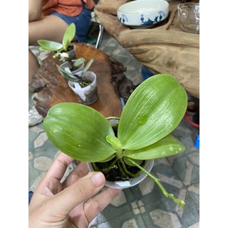Hồ điệp vân thơm cây đang ngồng hoa