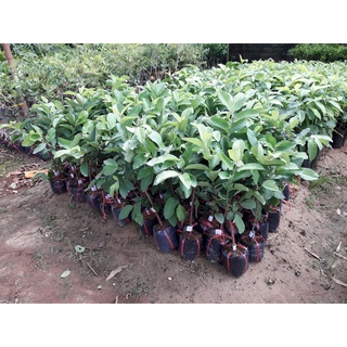 Cây giống ổi đông dư .