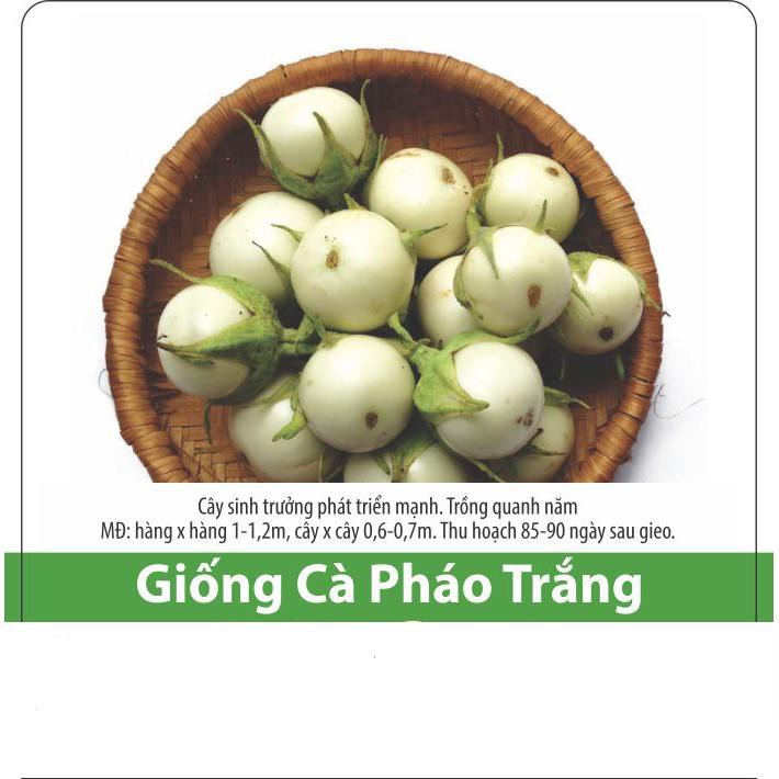 Hạt Giống Cà Pháo Trắng Chất Lượng, Năng Suất Cao 0.5gr