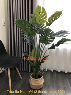 Trầu Bà Nam Mỹ 1.3m ( video thật)