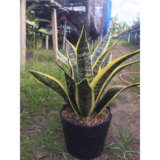 Cây Phong Thủy  cây Lưỡi Hỗ