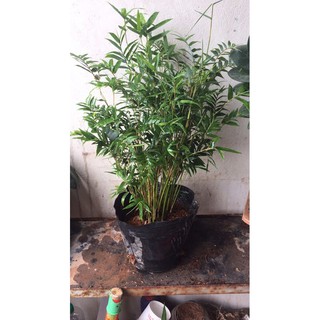 trúc tăm làm tiểu cảnh