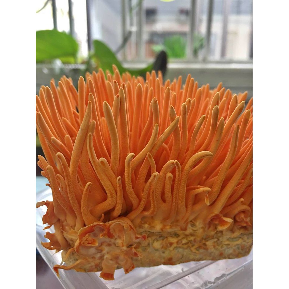 5 hộp Đông trùng hạ thảo tươi 180gr giao hàng toàn quốc [ chính hãng ] freeship toàn quốc bảo hành 1đổi 1