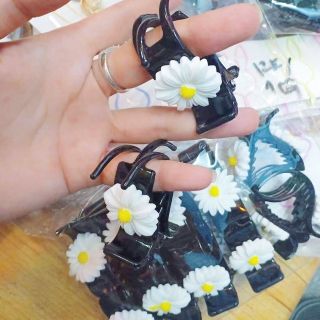 Kẹp càng cua cúc họa mi