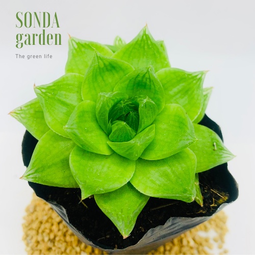 Sen đá ngọc lá lớn SONDA GARDEN size bé 5-8cm, xuất xứ Đà Lạt, khoẻ đẹp, lỗi 1 đổi 1