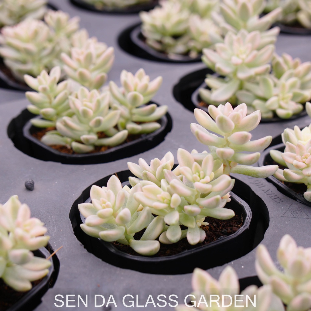 Sen đá kim tuyến var  7cm  GLASS GARDEN giống hình, khỏe, dễ trồng