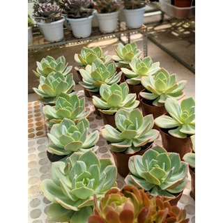 Sen đá Nhật Echeveria Hakuhou