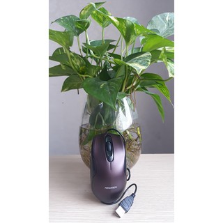 [HOT HOT]Chuột Newmen M266 chính hãng (hãng phân phối chính thức)