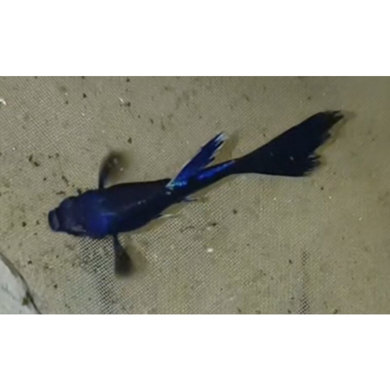 1 cặp trống mái Cá 7 màu blue tazan