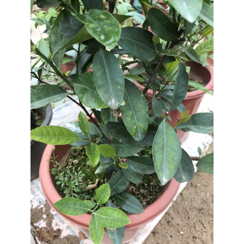 Cây chanh ta choai thơm chỉ 70k